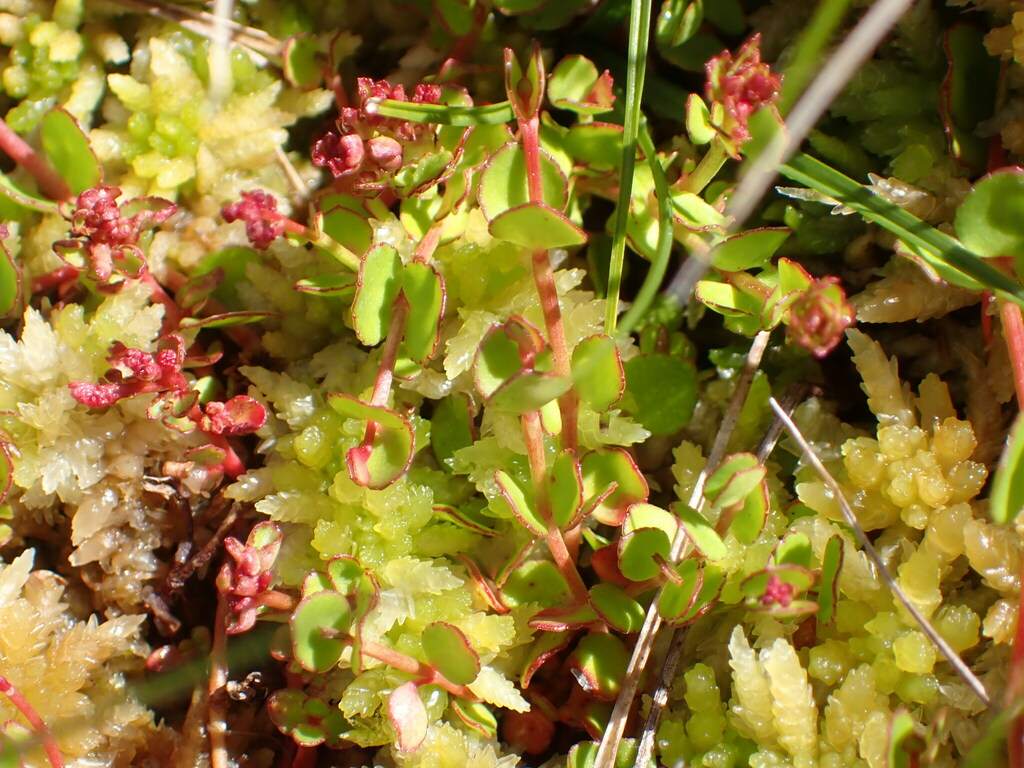 creeping raspwort from Poplars Range 7392, New Zealand on January 2 ...