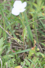 Oenothera tetraptera