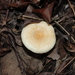 Lactarius delicatus - Photo (c) Aidan Marshall, some rights reserved (CC BY-NC), uploaded by Aidan Marshall
