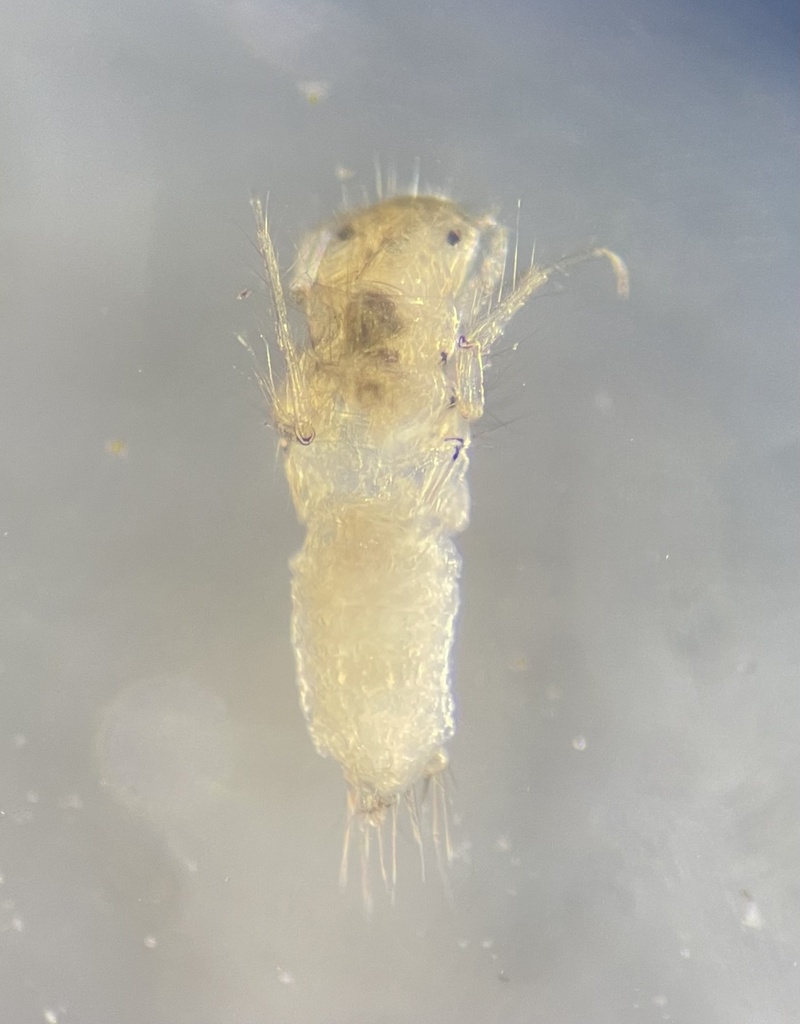 Oecetis georgia