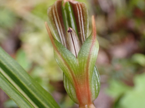 Image of Pterostylis irsoniana by (c) naturewatchwidow, some rights reserved (CC BY)