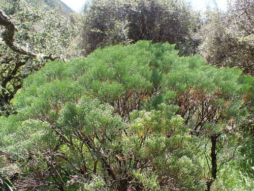 Image of Veronica cupressoides by (c) naturewatchwidow, some rights reserved (CC BY)