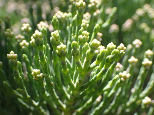 Image of Veronica cupressoides by (c) naturewatchwidow, some rights reserved (CC BY)
