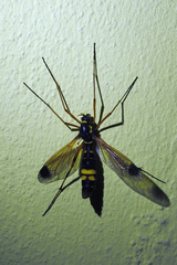 Ctenophora