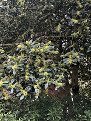 Prunus laurocerasus