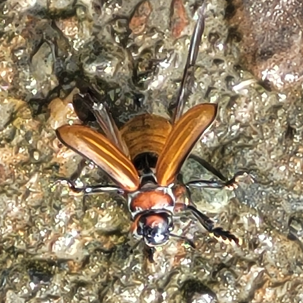 Bolax rutila