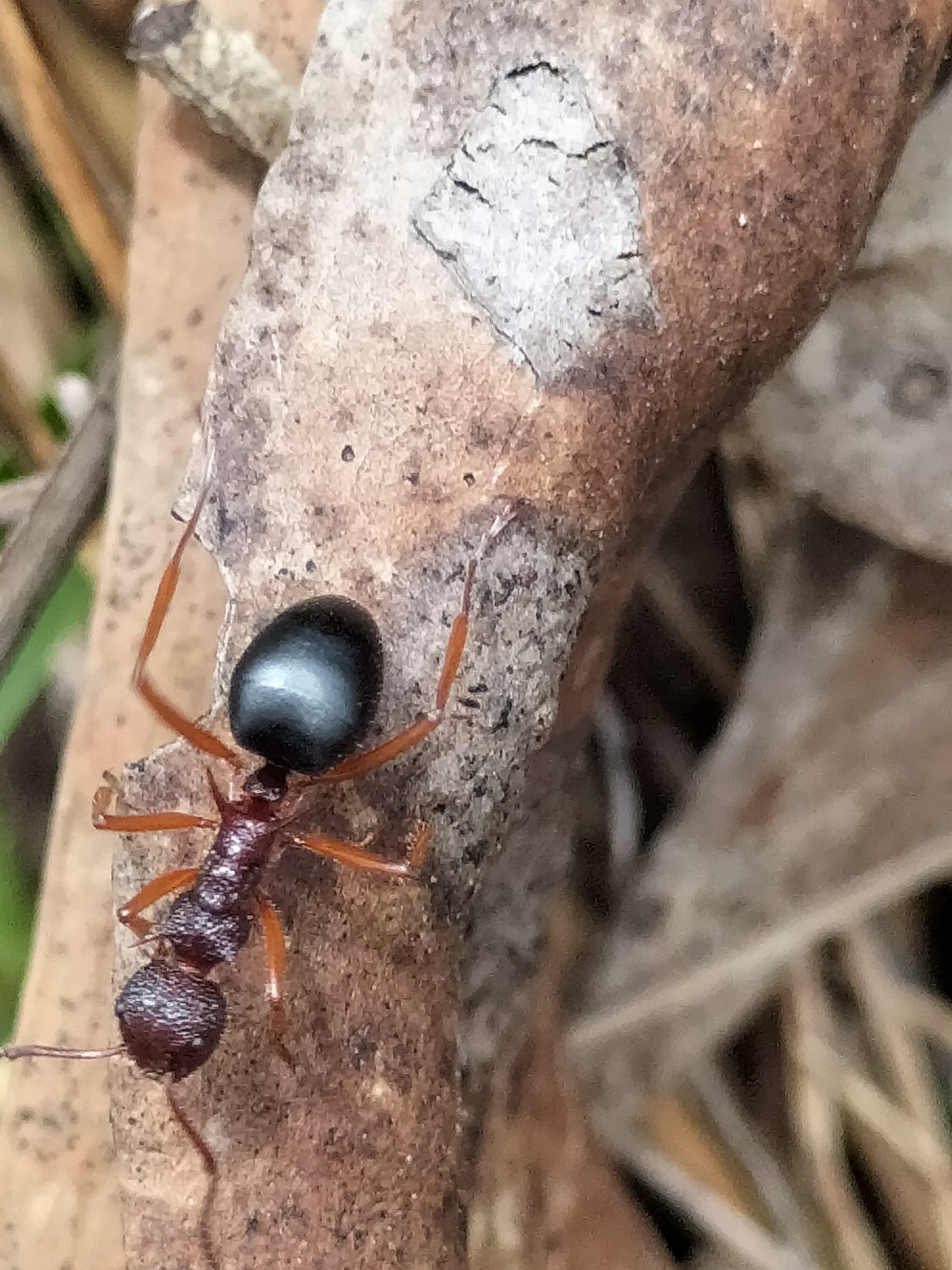 Dolichoderus gordoni