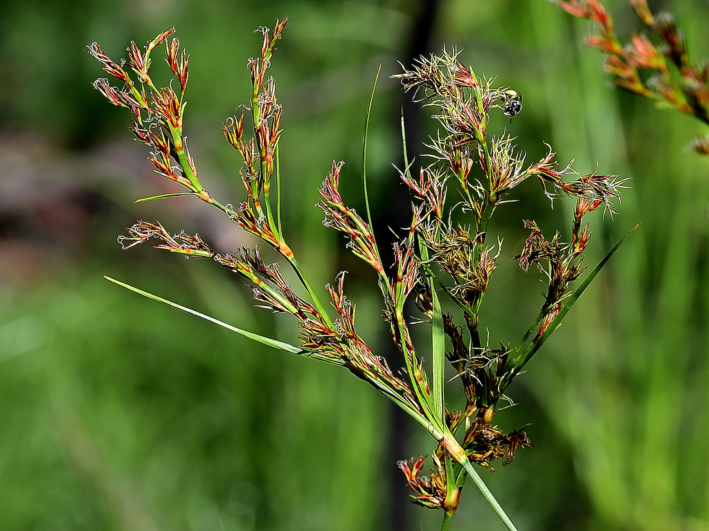 Anthelepis undulata (Anthelepis undulata)