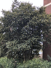 Prunus laurocerasus