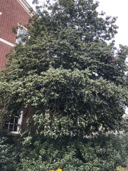 Prunus laurocerasus