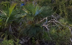Coccothrinax