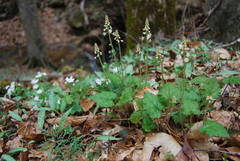 Tiarella wherryi