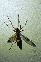 Ctenophora