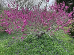 Cercis chinensis