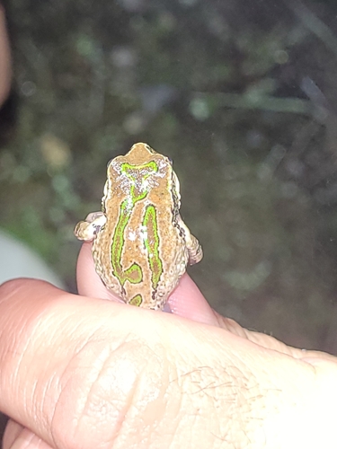 Griswold's Marsupial Frog, Gastrotheca griswoldi