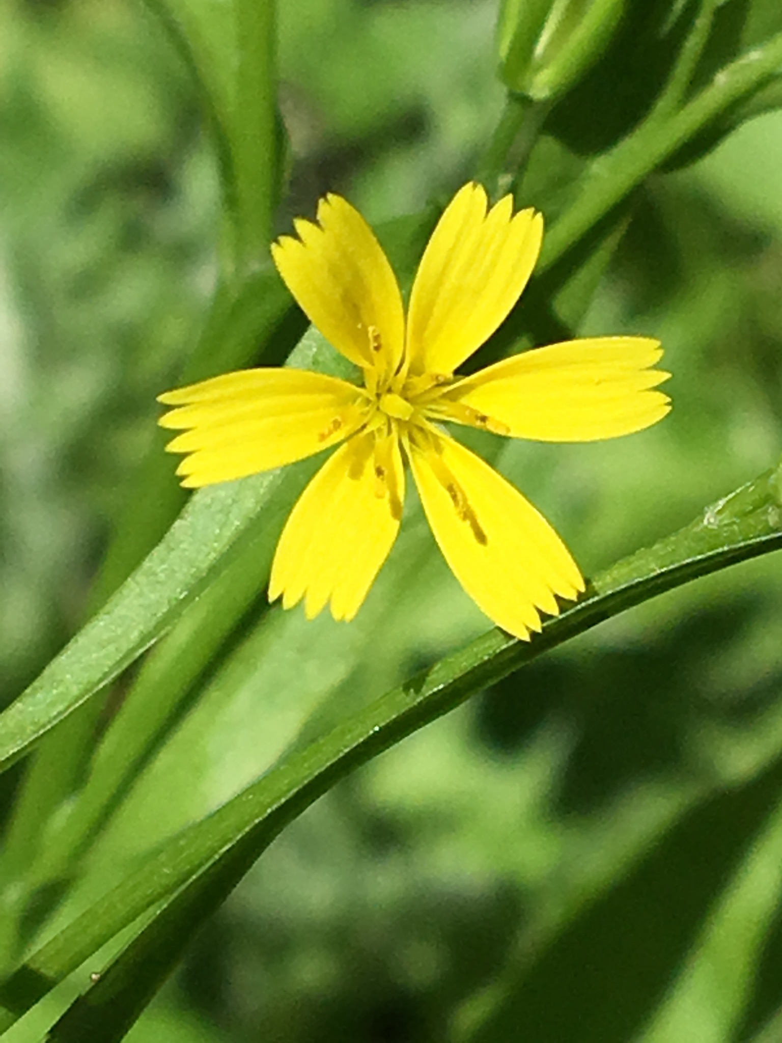Rhagadiolus