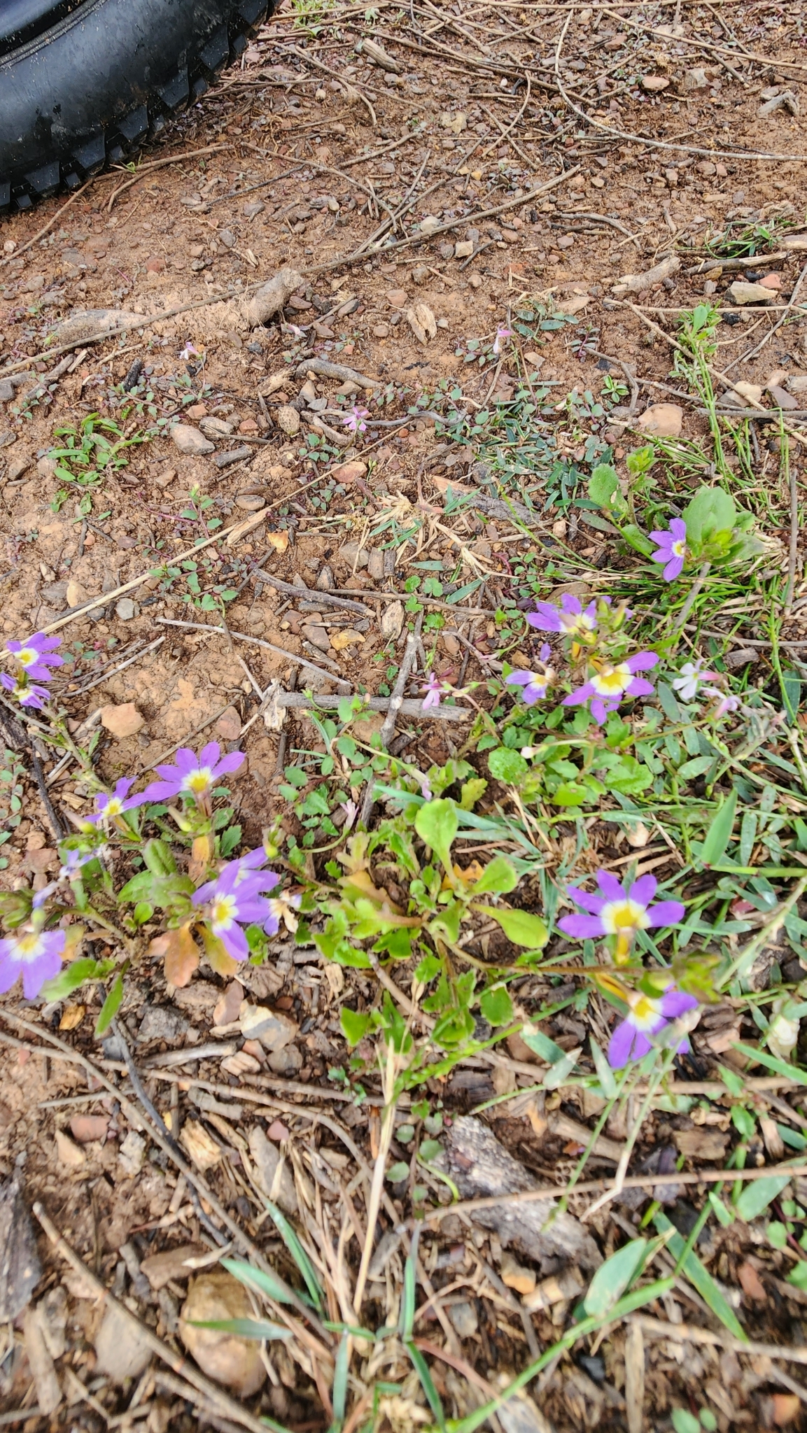Imagem de Scaevola