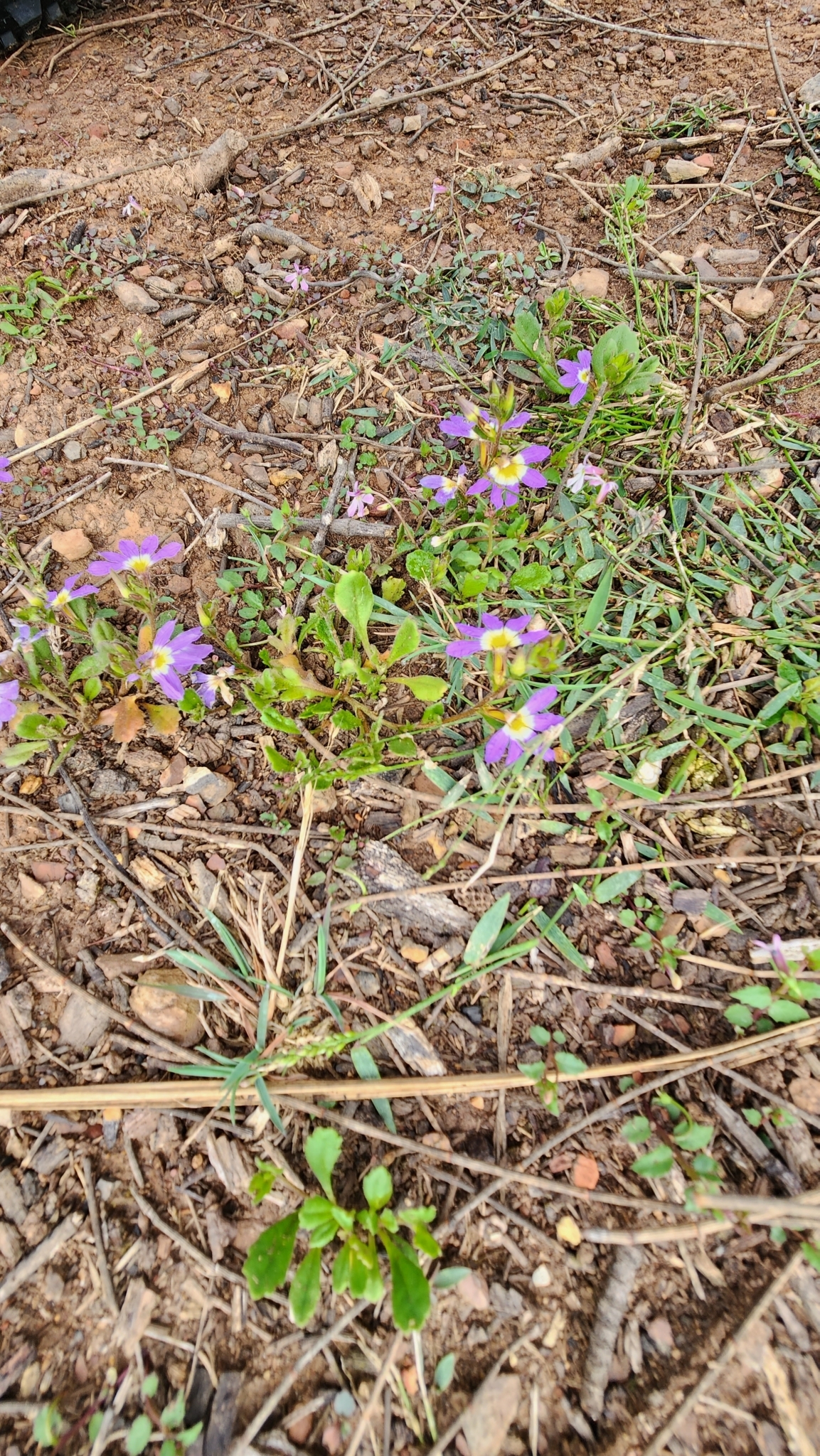 Imagem de Scaevola