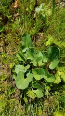 Calystegia subacaulis