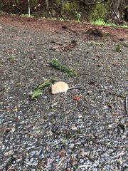 Sonoma Tree Vole photo 2