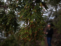 Shore Juniper (Juniperus maritima)