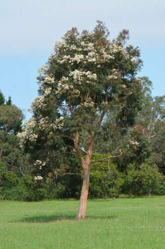 Angophora costata
