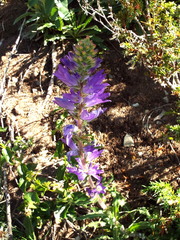 Campanula spicata
