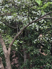 Cornus florida