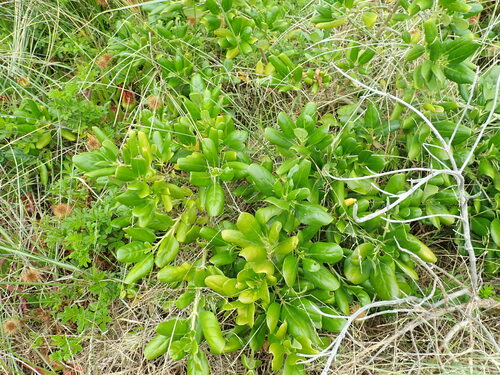 Foto de coprosma