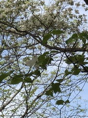 Cornus florida