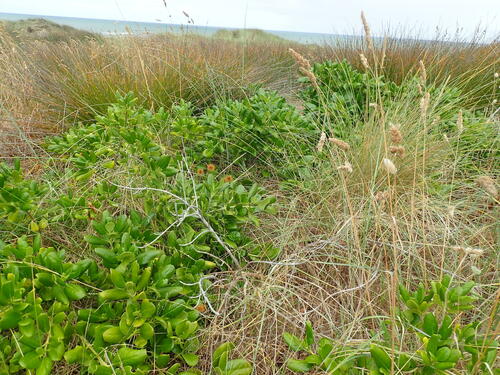 Foto de coprosma