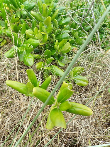 Foto de coprosma