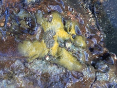 Timea aurantiaca