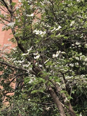 Cornus florida