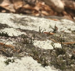 Lycopodiales