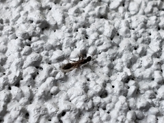 Pseudomyrmex ejectus