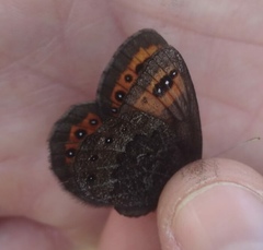 Erebia triarius