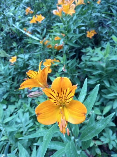 Foto de Astromelia