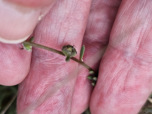 Image of Maireana enchylaenoides by (c) Rosalie Lawrence, some rights reserved (CC BY)