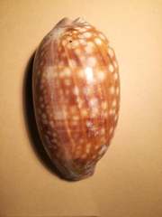 Macrocypraea zebra