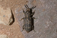 Xylinada rugicollis