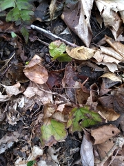 Tiarella stolonifera