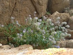 Phacelia cryptantha