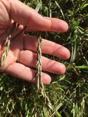 Melica californica
