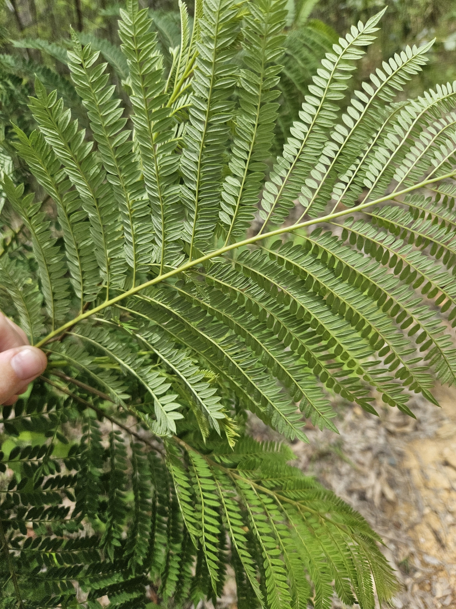Imagem de Jacarandá