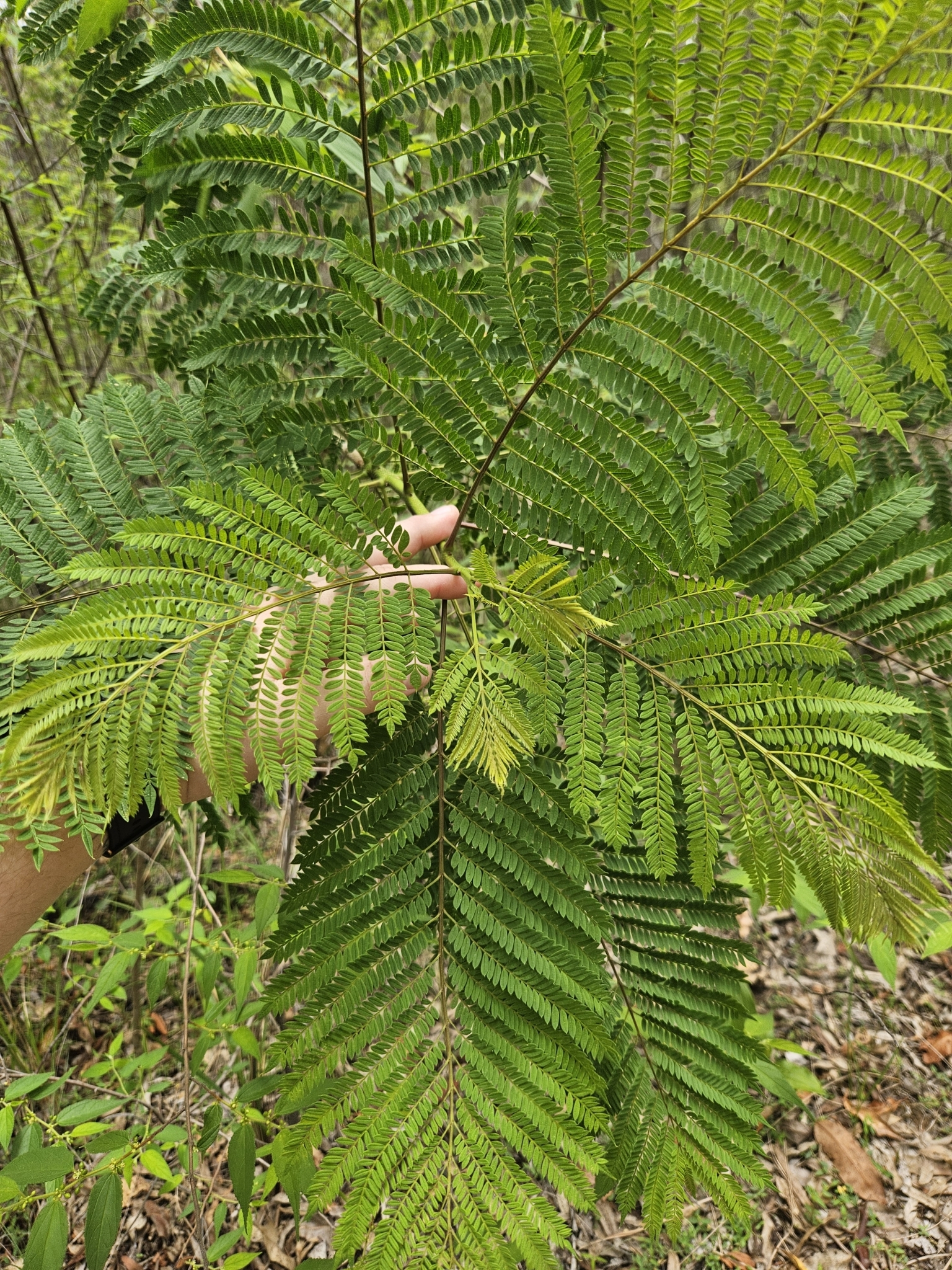 Imagem de Jacarandá