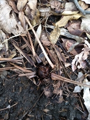 Matteuccia struthiopteris