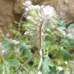 Phacelia cryptantha