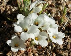 Linanthus parryae