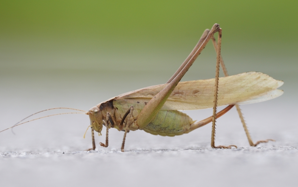Mecopoda stridulata